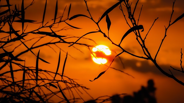 branches-1753745_640.jpg